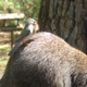 A screenshot from a 2015 YouTube video showing a tufted titmouse stealing hair from an unsuspecting raccoon.